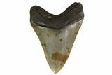 Fossil Megalodon Tooth - North Carolina #161448-1